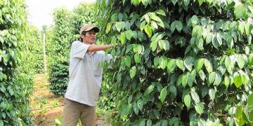 Canh tác hồ tiêu – Thu hoạch