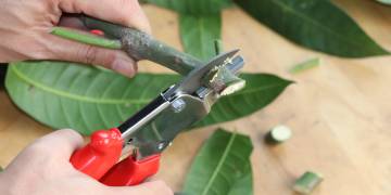 GIẢI PHÁP CANH TÁC CÂY XANH ĐÔ THỊ