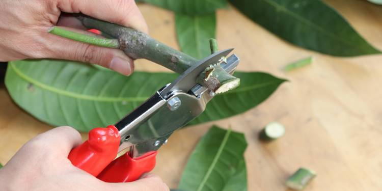 GIẢI PHÁP CANH TÁC CÂY XANH ĐÔ THỊ