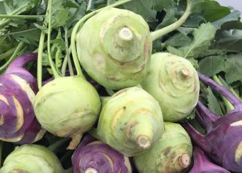 Giải pháp ngành nghề trồng su hào