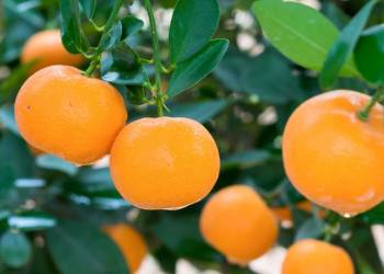 Giải pháp canh tác cây có múi – Chăm sóc