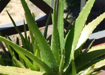 Giải pháp canh tác nha đam – Cách trồng, tưới nước và làm cỏ