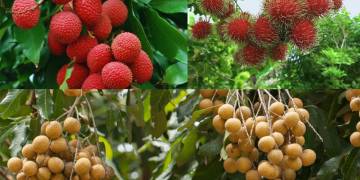 Giải pháp kỹ thuật chăm sóc cây nhãn, vải, chôm chôm