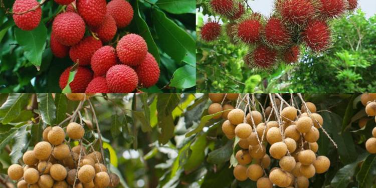 Giải pháp kỹ thuật chăm sóc cây nhãn, vải, chôm chôm