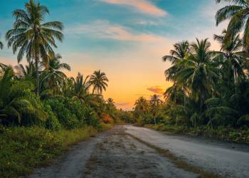 Giải pháp ngành nghề trồng cây dừa và cây cọ dầu