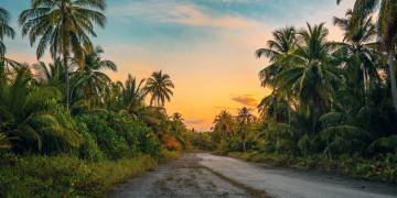 Giải pháp ngành nghề trồng cây dừa và cây cọ dầu