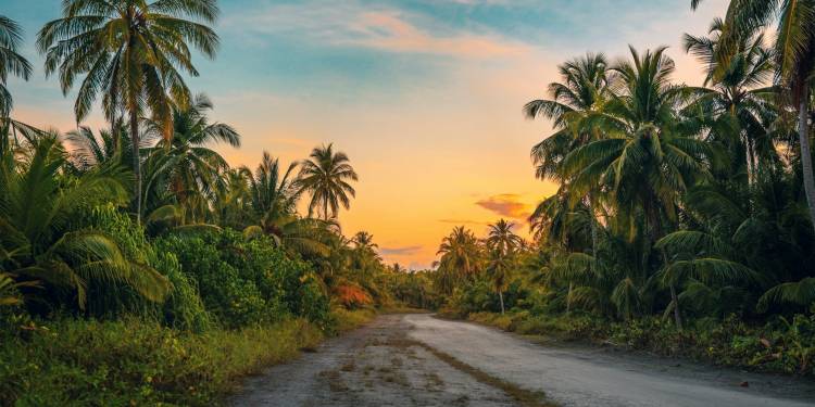 Giải pháp ngành nghề trồng cây dừa và cây cọ dầu