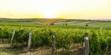 Giải pháp trồng nho: kỹ thuật trồng và chăm sóc