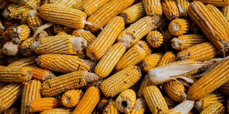 Giải pháp thu hoạch bắp bằng máy thu hoạch ngô Oshima