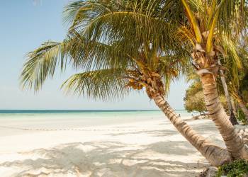 Giải pháp kỹ thuật trồng cây dừa và cây cọ dầu