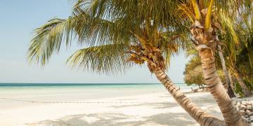 Giải pháp kỹ thuật trồng cây dừa và cây cọ dầu