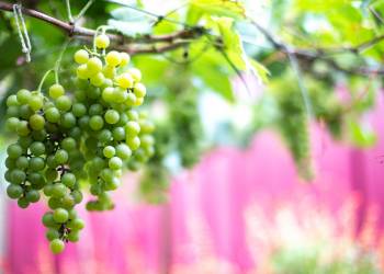 Giải pháp trồng nho: Nhân giống và làm đất