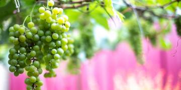 Giải pháp trồng nho: Nhân giống và làm đất