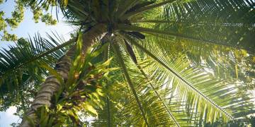 Giải pháp kỹ thuật chăm sóc cây dừa và cây cọ dầu