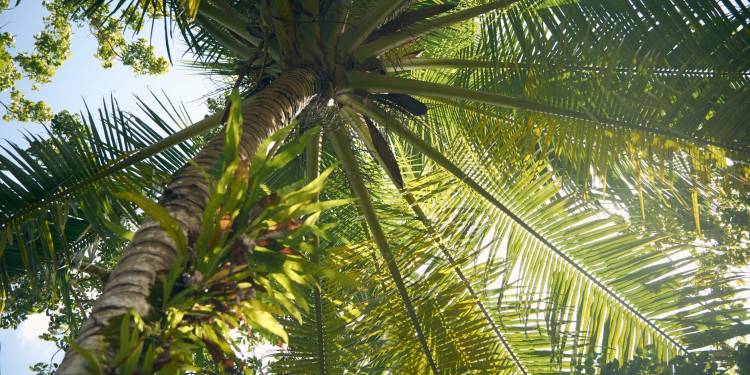 Giải pháp kỹ thuật chăm sóc cây dừa và cây cọ dầu