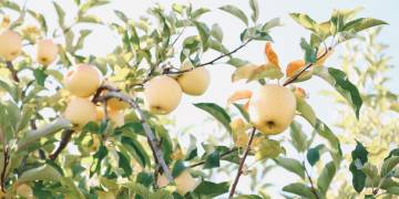 Giải pháp kỹ thuật chuẩn bị và trồng táo, mận và các loại quả có hạt như táo