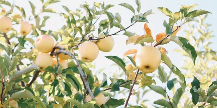 Giải pháp kỹ thuật chuẩn bị và trồng táo, mận và các loại quả có hạt như táo