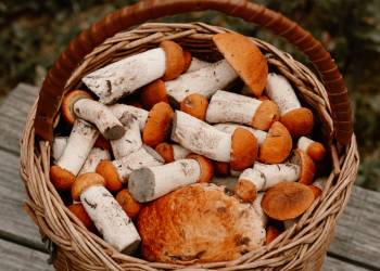 Giải pháp kỹ thuật trồng nấm