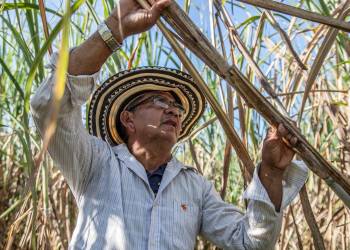 Giải pháp trồng cây mía