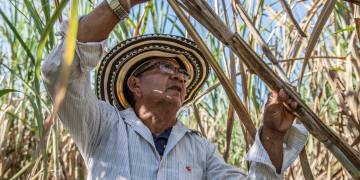 Giải pháp trồng cây mía