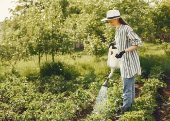 Giải pháp kỹ thuật chăm sóc sân vườn