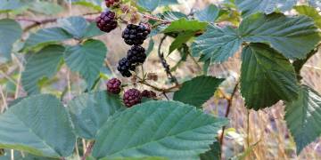 Giải pháp ngành nghề trồng dâu tằm