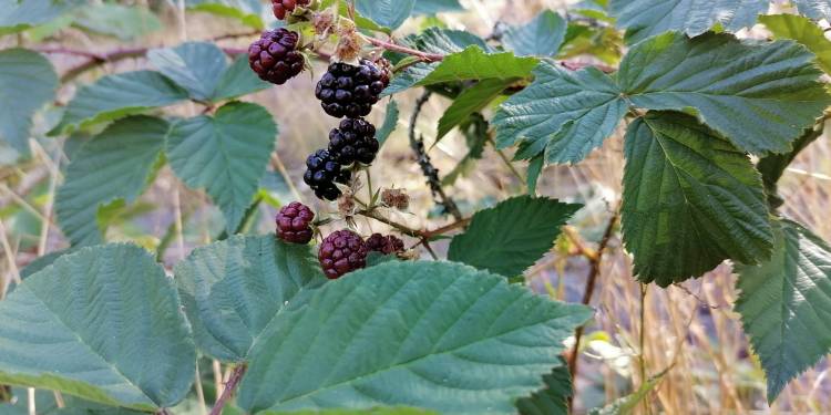 Giải pháp ngành nghề trồng dâu tằm