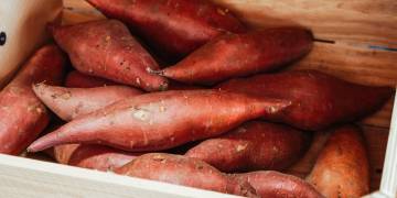 Giải pháp trồng và chăm sóc khoai lang