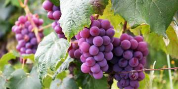 Giải pháp chăm sóc cây nho đạt năng suất cao