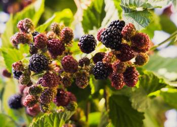 Giải pháp kỹ thuật chăm sóc dâu tằm