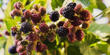 Giải pháp kỹ thuật chăm sóc dâu tằm