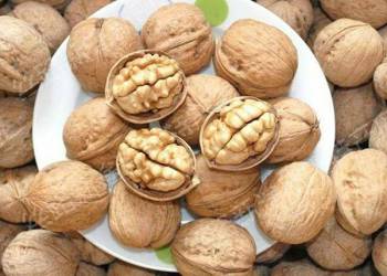 Giải pháp canh tác óc chó – Điều kiện và chọn giống trồng