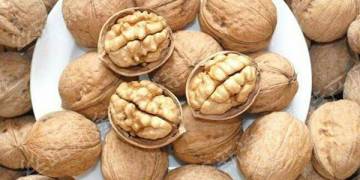 Giải pháp canh tác óc chó – Điều kiện và chọn giống trồng