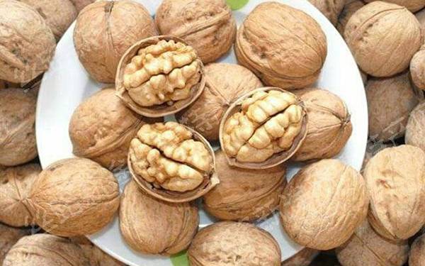 Giải pháp canh tác óc chó – Điều kiện và chọn giống trồng