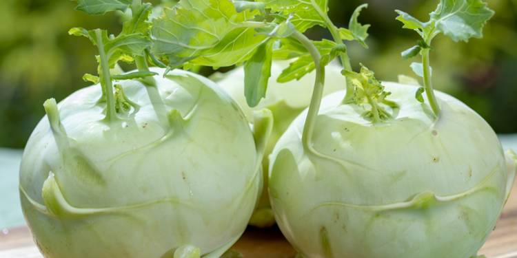 Giải pháp kỹ thuật chăm sóc su hào