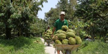 Giải pháp canh tác sầu riêng – Đất và trồng mới