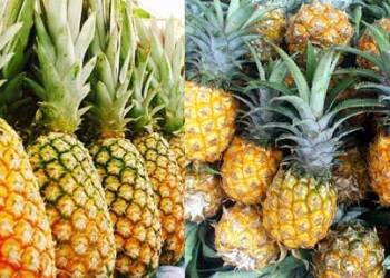 Giải pháp canh tác Dứa – Đất trồng và xử lý chồi