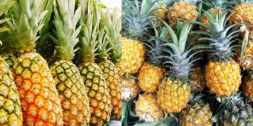 Giải pháp canh tác Dứa – Đất trồng và xử lý chồi