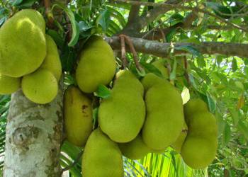 Canh tác cây mít – Đất trồng và trồng mới cây