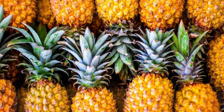 Giải pháp canh tác Dứa – Phân bón và tưới nước