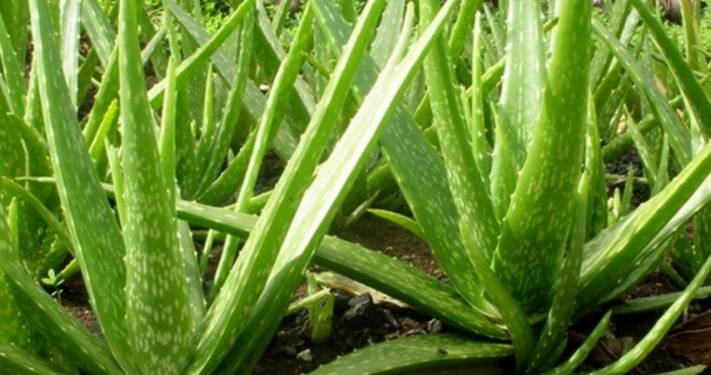 Giải pháp canh tác nha đam – Chuẩn bị đất, chọn giống và nhân giống