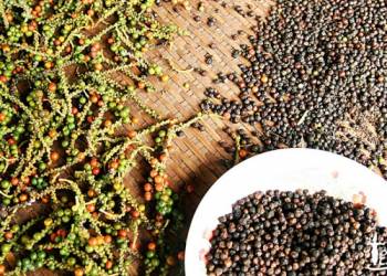 Canh tác hồ tiêu – Chăm sóc