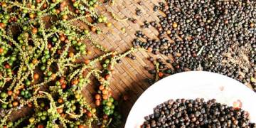 Canh tác hồ tiêu – Chăm sóc