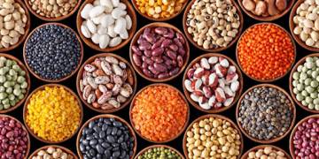 Giải pháp trồng các loại đậu