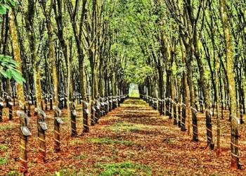 Giải pháp canh tác cao su – Đất và giống trồng cao su