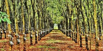 Giải pháp canh tác cao su – Đất và giống trồng cao su