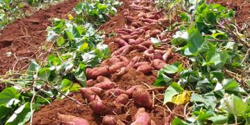 Giải pháp ngành nghề trồng khoai lang