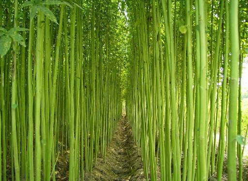 Giải pháp thao tác chuẩn bị trước khi gieo giống cây lấy sợi