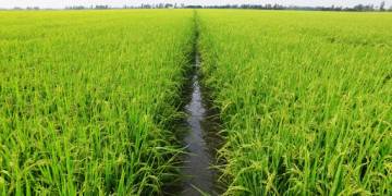 Giải pháp canh tác lúa – Gieo sạ, cấy và bón phân cây lúa