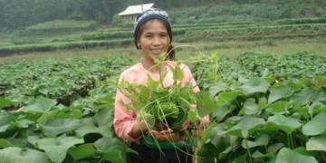 Giải pháp ngành nghề trồng rau lấy quả